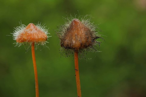 Two saffrondrop bonnets