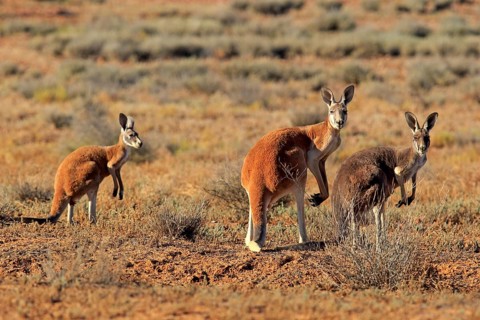 Red kangaroo