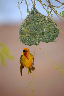 Cape Weaver