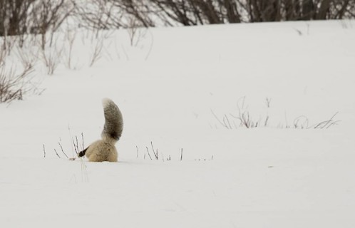 American Red Fox