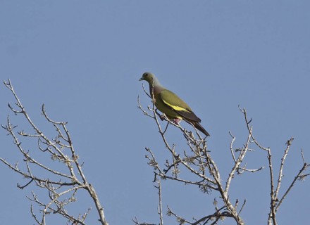 Orange-breasted Green Pigeon