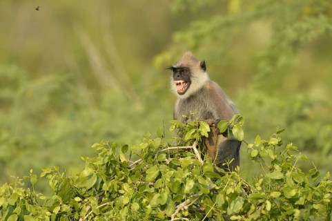 Adult grey bush langur