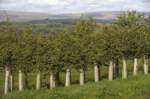 Young hedges growing