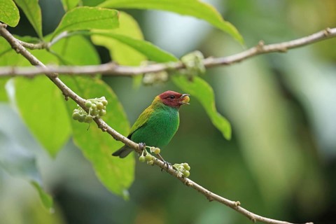 Green Tanager