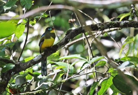 Sumatran Trogon