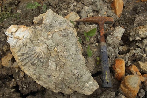 Fossils with fossil hammer