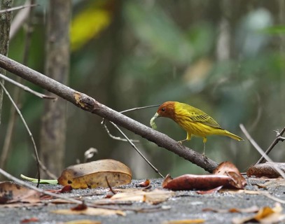 Yellow Warbler