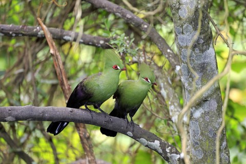 Guinea turacos