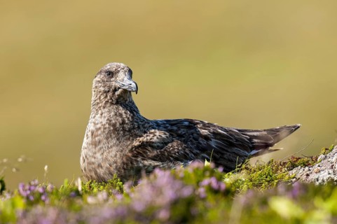 Great Skua