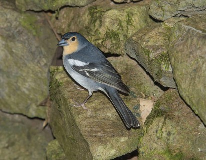 La Palma Chaffinch