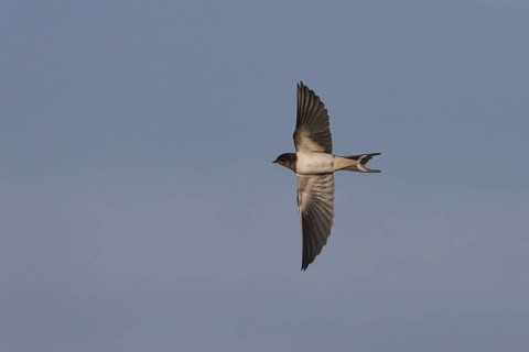 Barn Swallow