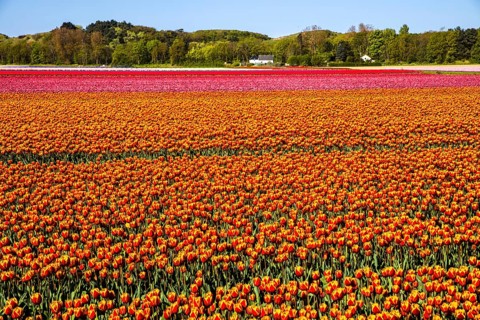 Flowering tulip fields