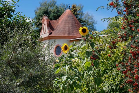 Sonnenblume