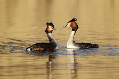 Great crested grebe