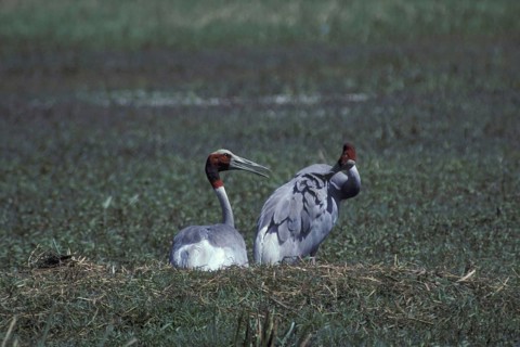 Sarus CRane