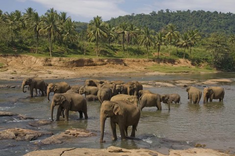 Asian elephant