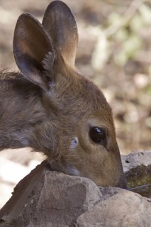 Bushbuck