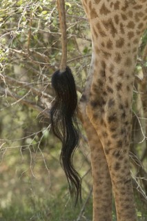 Cape Giraffe