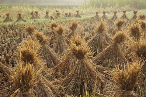 Asian rice