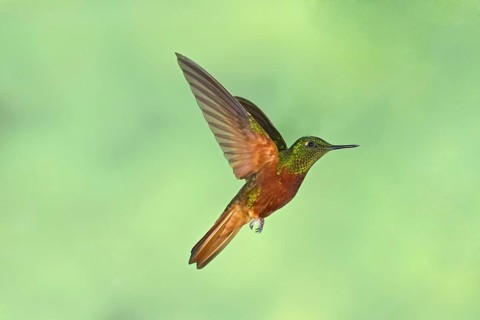 Chestnut-breasted Coronet