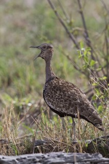 Red Crested Bustard