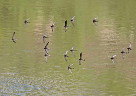 Common Swift