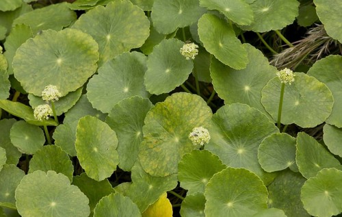 Largeleaf Pennywort
