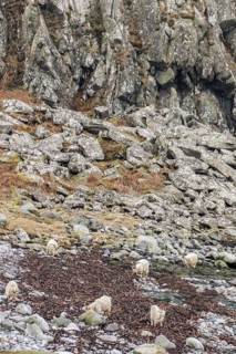 Wild white goats feeding on seaweed on the stony beach Isle of Jura