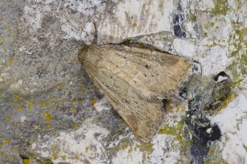 Small owlet moth
