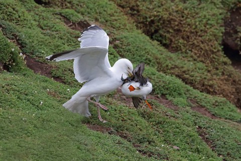 European european herring gull