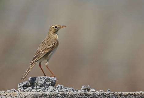 Richard's pipit