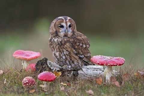 Tawny owl