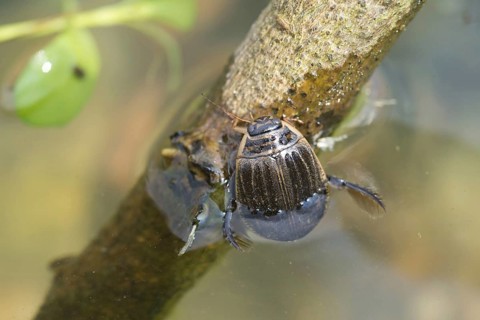 Lesser Diving Beetle