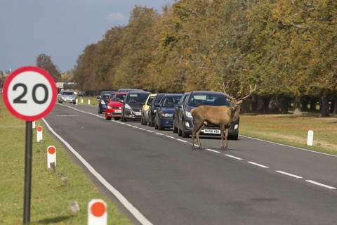 Red Deer