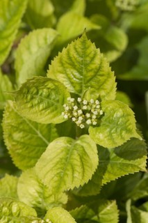 Chlorosis caused by iron deficiency on the leaves of a