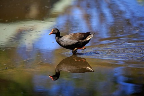 Dusky moorhen