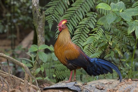 Gallus lafayettii