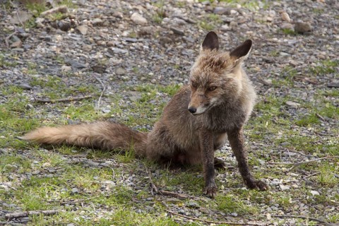 Iberian Red Fox