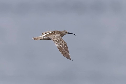 Whimbrel