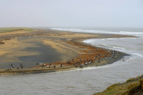 Common eider