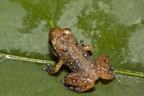 Engmaul frog