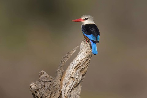 Grey-headed Kingfisher
