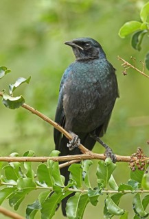 Giant Glossy Starling