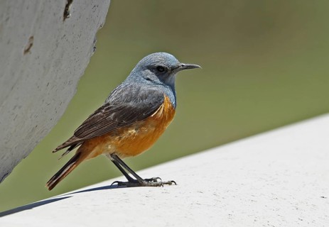 Long-toed Rock-thrush