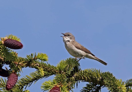 Lesser whitethroat