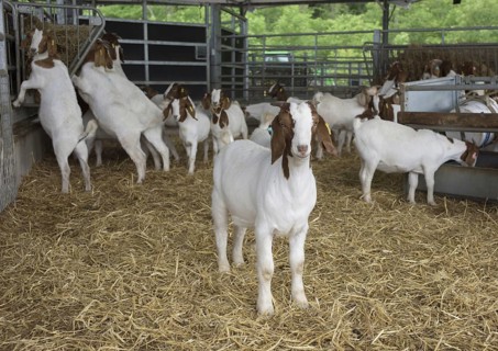 Domestic goat