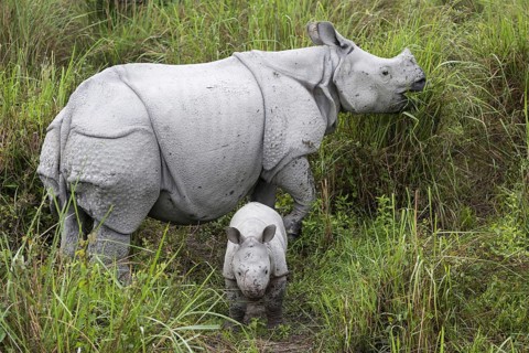 Indian rhinoceros