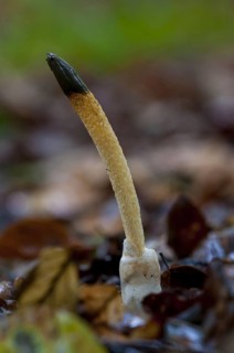 Dog stinkhorn