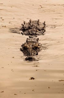 Crocodile
