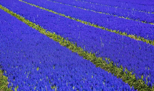 Fields of grape hyacinths in bloom